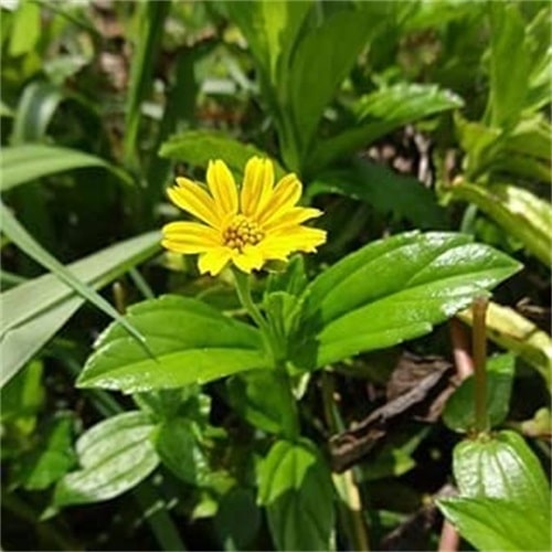 What is Bhringraj oil?